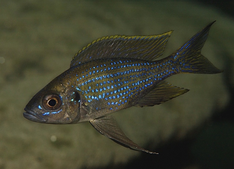 Aulonocranus dewindti 'Kalya'